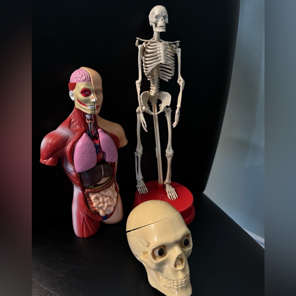 Human Anatomy Models - Picture 3 of 10